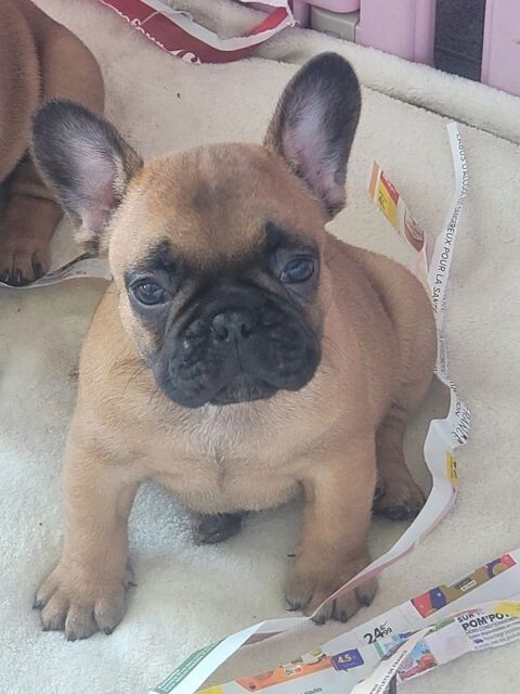 Adorables b&eacute;b&eacute;s chiots Bouledogue fran&ccedil;ais  600 75003 Paris