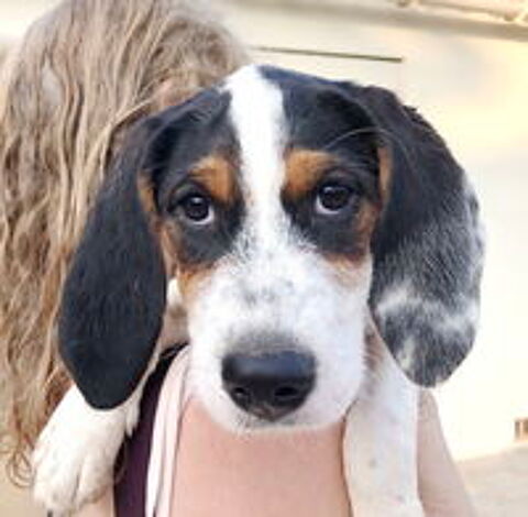   Lilly, 4 mois, est à l'adoption 