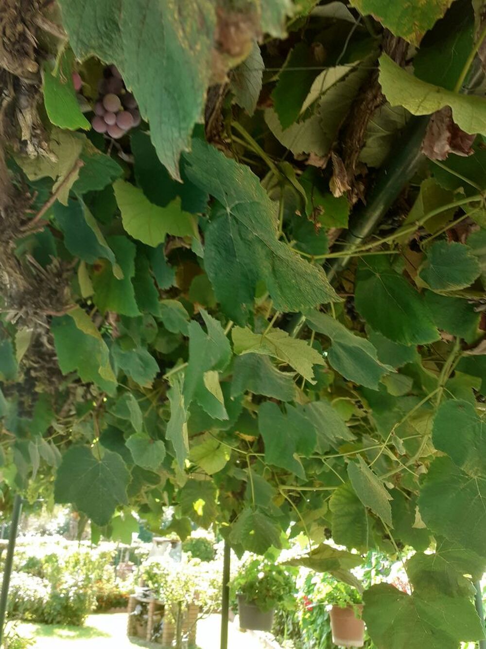 BOUTURE DE VIGNE Jardin