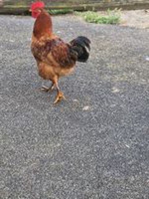  Coq 