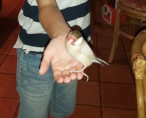 Recherche Padda de Java 0 16390 Saint-sverin