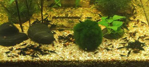   CREVETTES NEOCARINA  BLUE DRIM 2 33700 M�rignac