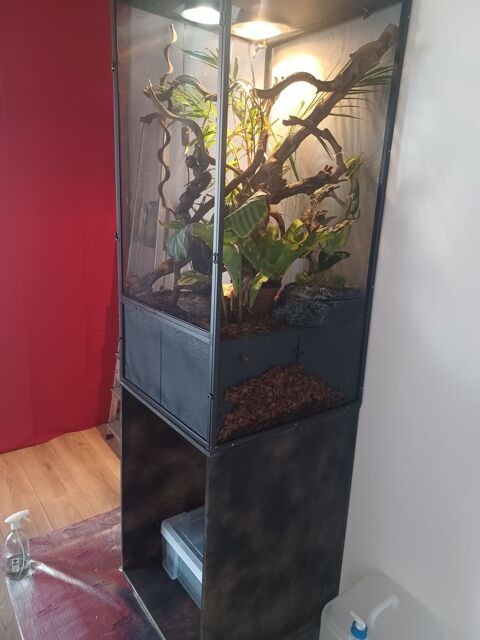 Cameleon casqu&eacute; du yemen 250 85300 Sallertaine