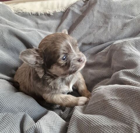 A r&eacute;server bebes chihuahua 800 62300 Lens
