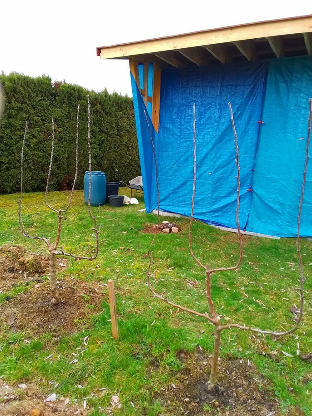 Vent pommiers en palmette verriers Jardin