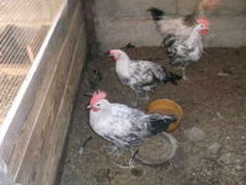   coq 