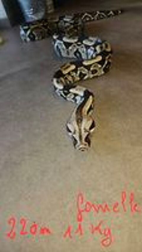   Boas Constrictor constrictor,  