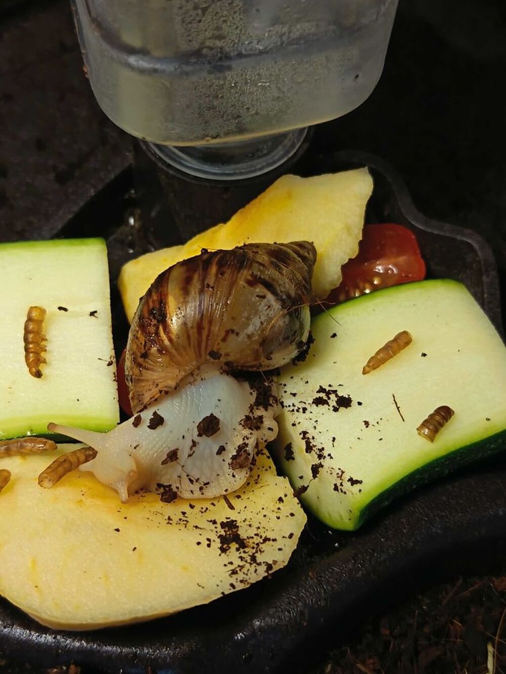 4 Escargots g&eacute;ants africains + terrarium + accessoires Décoration