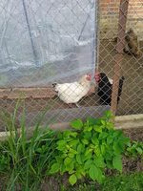   Poules Sussex 
