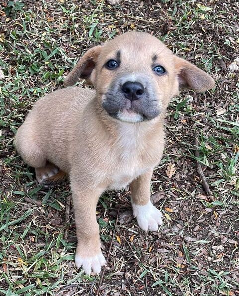 PACO  ACTUELLEMENT EN REFUGE EN GUADELOUPE 0 75018 Paris