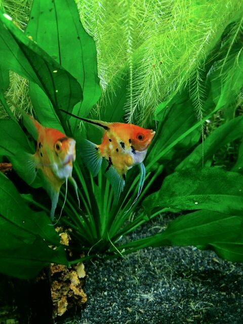 Scalaires 10 44450 La chapelle-basse-mer