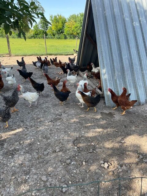 Poules pondeuses pure race 15 45120 Corquilleroy