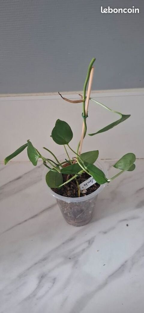 Monstera obliqua colombie bouture 62 Clermont-Ferrand (63)