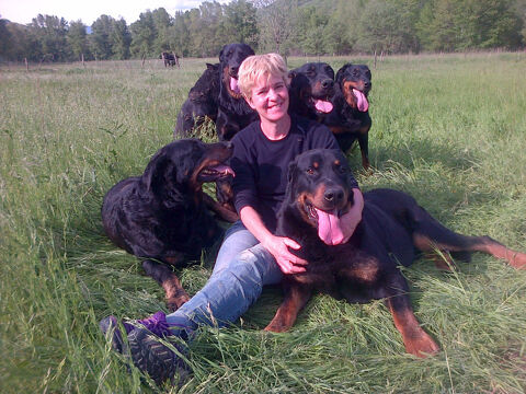 Chiots Beauceron Gros Gabaris pure  race 04380 Barras