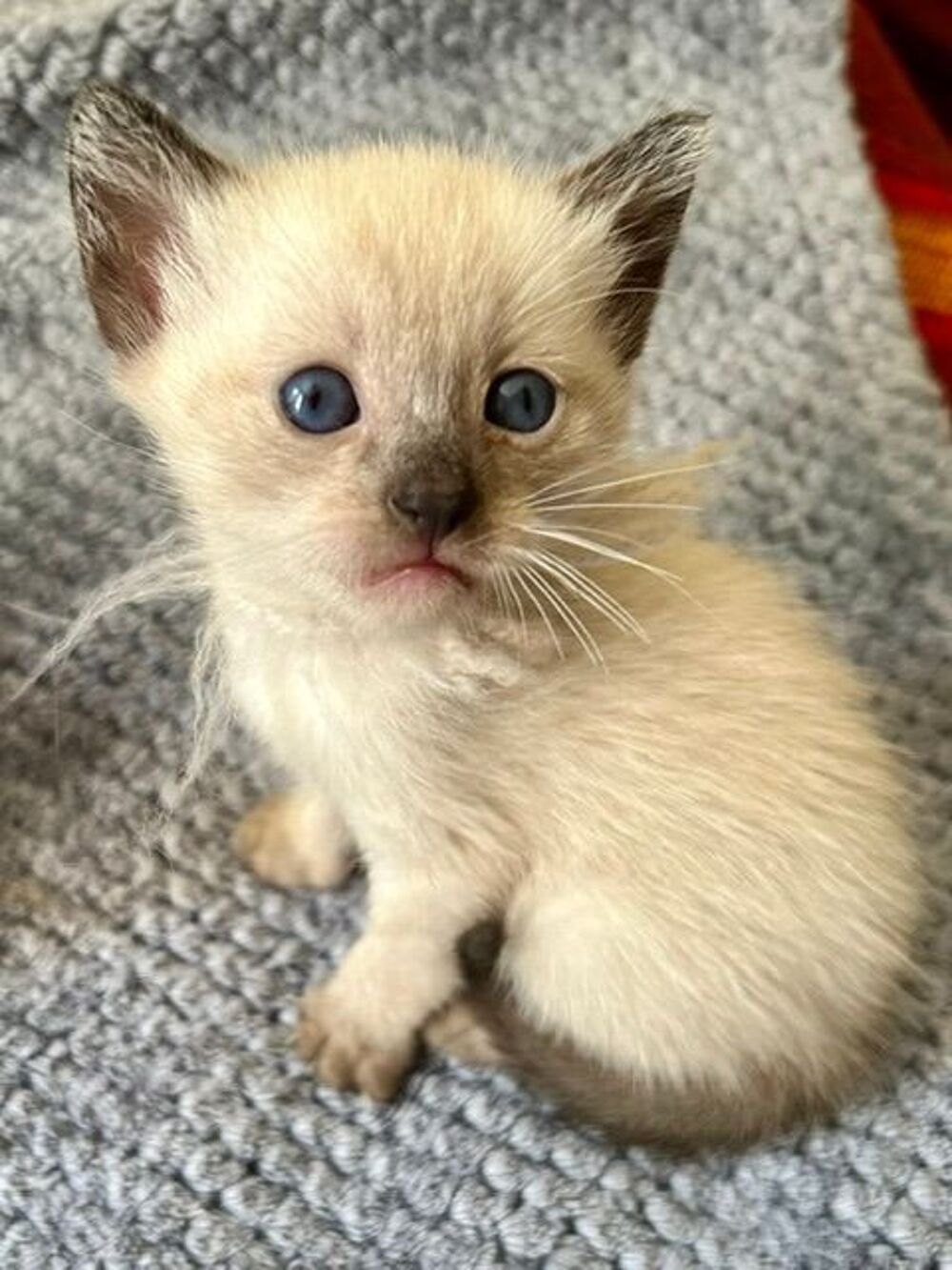   Chatons Siamois Thaï M et F 