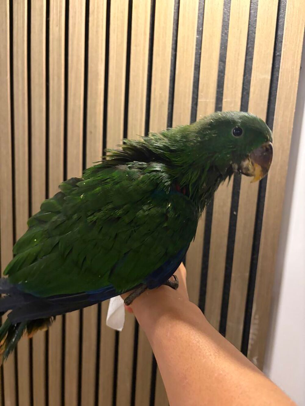   Perroquet eclectus 