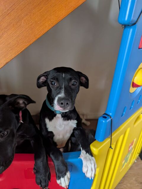 Iris, femelle croisée créole, née le 25/06/2025 &#128054; 300 14000 Caen