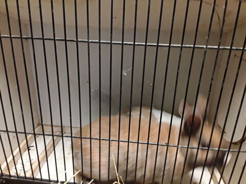  Lapin nain 15 44130 Blain