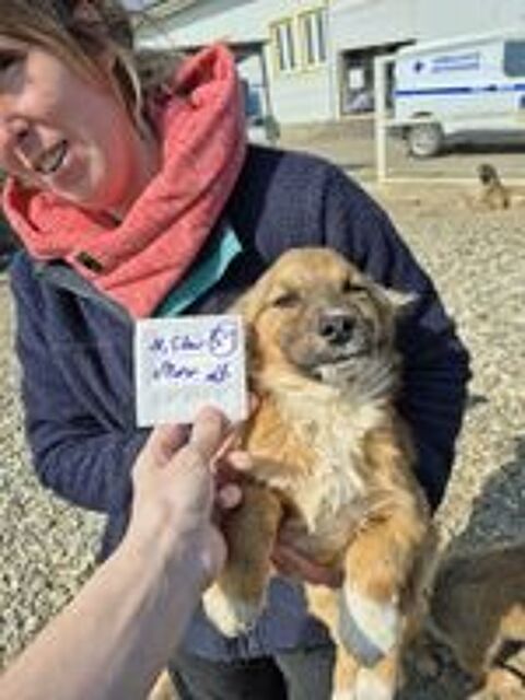   Virtus à l'adoption 