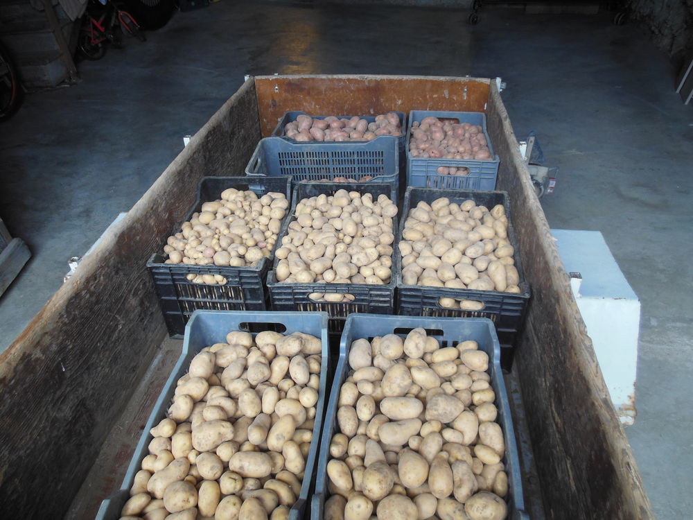 Pommes de terre 2023 non trait&eacute;es consommation ou semence Jardin