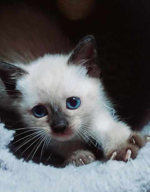 adorables chatons siamois 64250 Itxassou