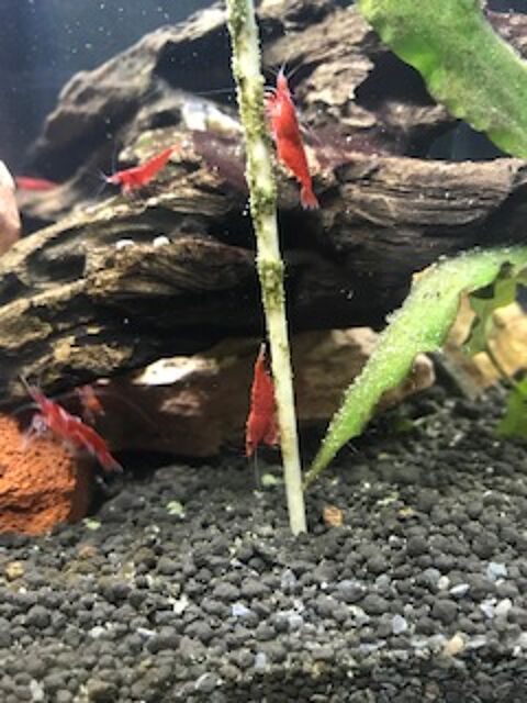 crevettes 0 33170 Gradignan