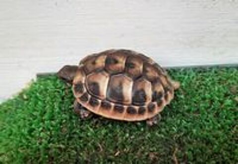  Tortue terrestre
