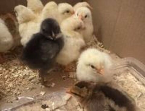   Poussins nés le 6 juin 