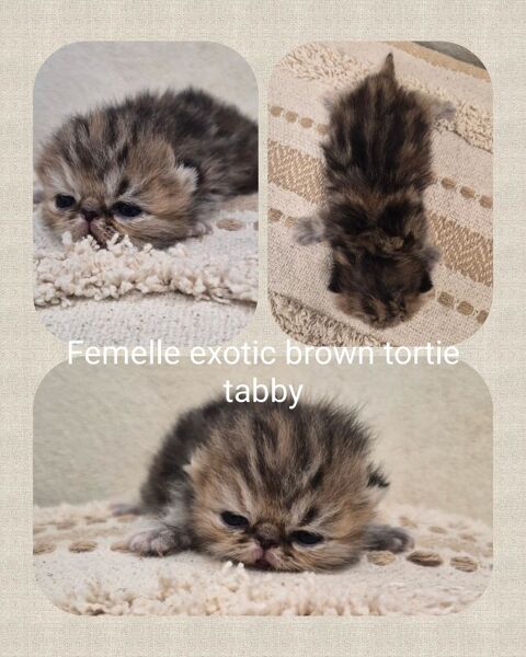 Exotic Shorthair et Persan 1200 22780 Plounérin
