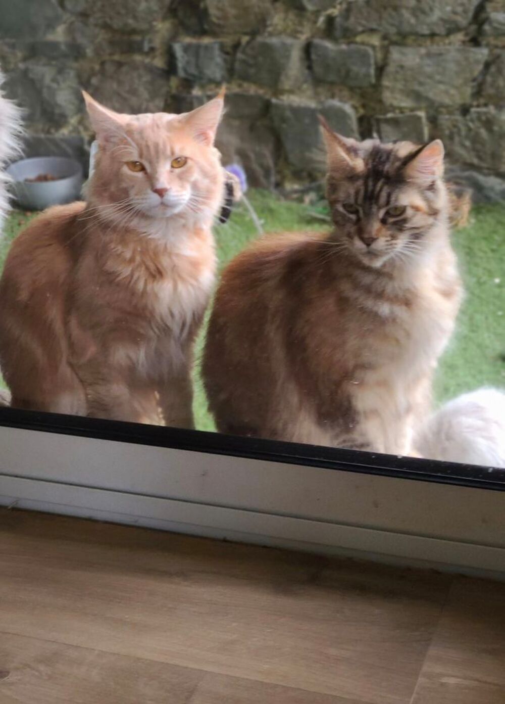   Deux  merveilles maine coon LOOF  