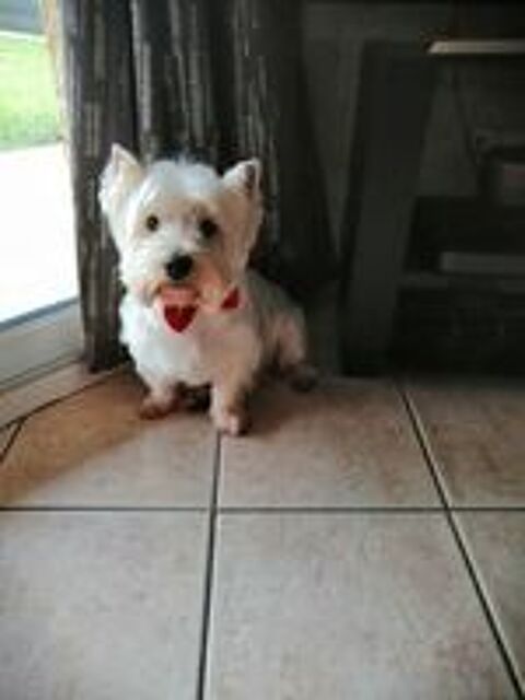   BEAU MÂLE WESTIE RECHERCHE FIANÇÉE POUR UNE 1ère SAILLIE  
