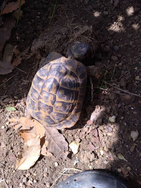Recherche tortue de terre mâle 50 17610 Dompierre-sur-charente