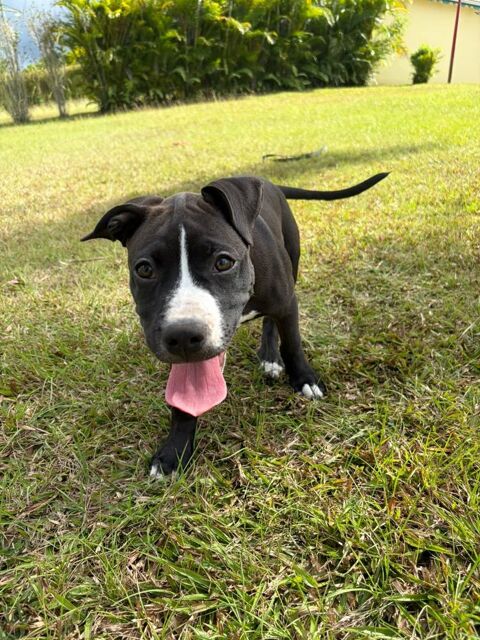 Bria, un amour sur pattes 300 02000 Aulnois-sous-laon