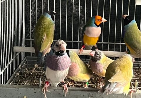 Diamants de gould cinnamon 30 74000 Annecy