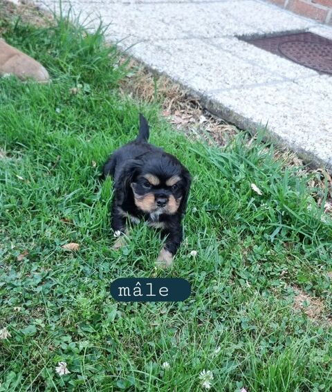 Chiots cavalier King Charles noir et feu 800 59550 Landrecies