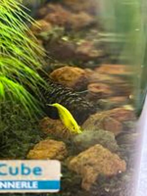   Crevettes jaunes Yellow Neon 