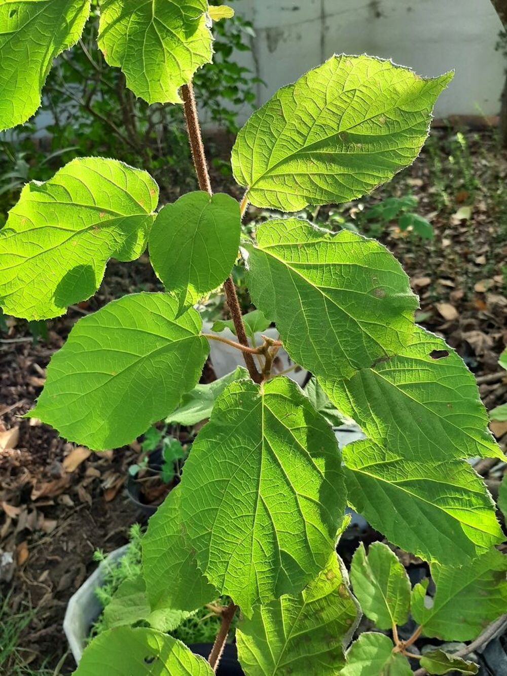 PIED m&acirc;le KIWI JAUNE -GOLD Jardin