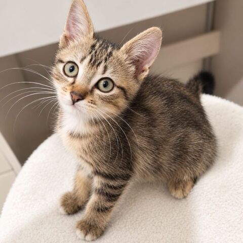 Rosie - adorable chatonne 100 07300 Tournon-sur-rhône