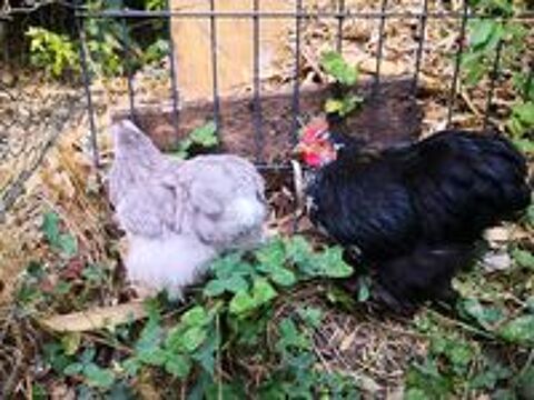   Jeunes Poule et coq pure race Pékin  