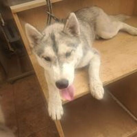   Magnifiques chiots husky sibrien 