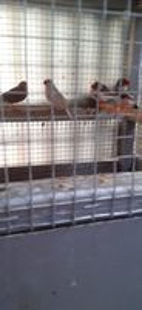   OISEAUX DE CAGES ET DE VOLIÈRES  