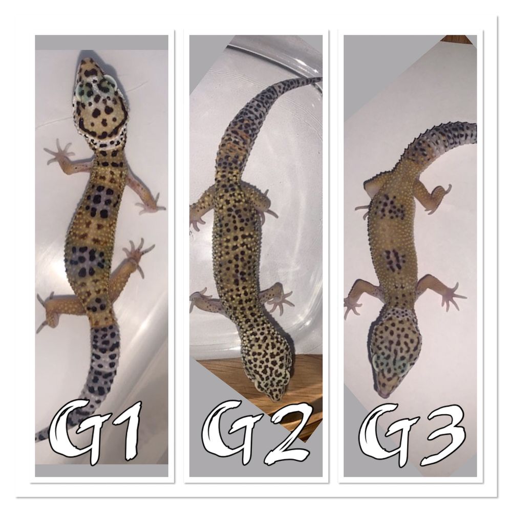 geckos l&eacute;opards m&acirc;les Décoration