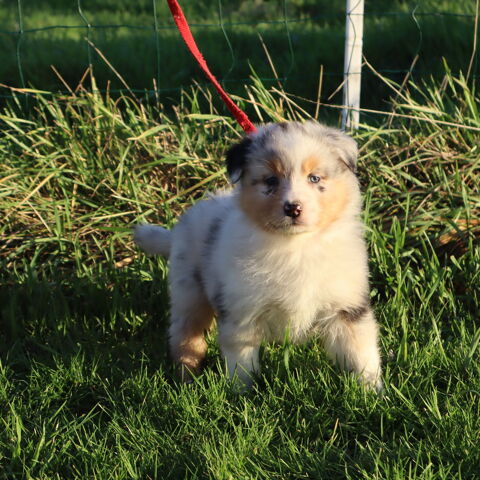 CHIOTS BERGER AUSTRALIEN À RÉSERVER - DISPONIBLES POUR NOËL 1100 71110 Cron