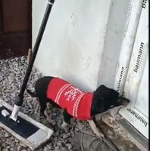   SELENA FEMELLE NON STRILISE 7 MOIS A SAUVER DE ROUMANIE  