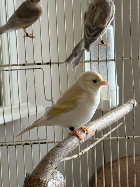 Femelle mulet 30 93330 Neuilly-sur-marne