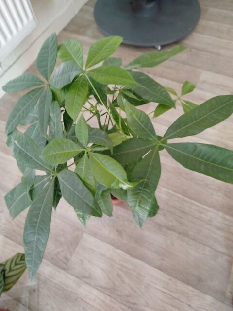 Magnifique plante pachira Pau (64)
