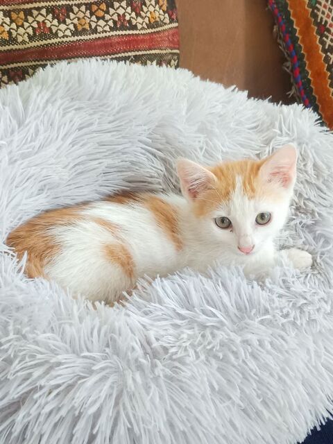 3 CHATONS CHERCHENT FAMILLE D'ACCUEIL 0 46400 Latouille-lentillac