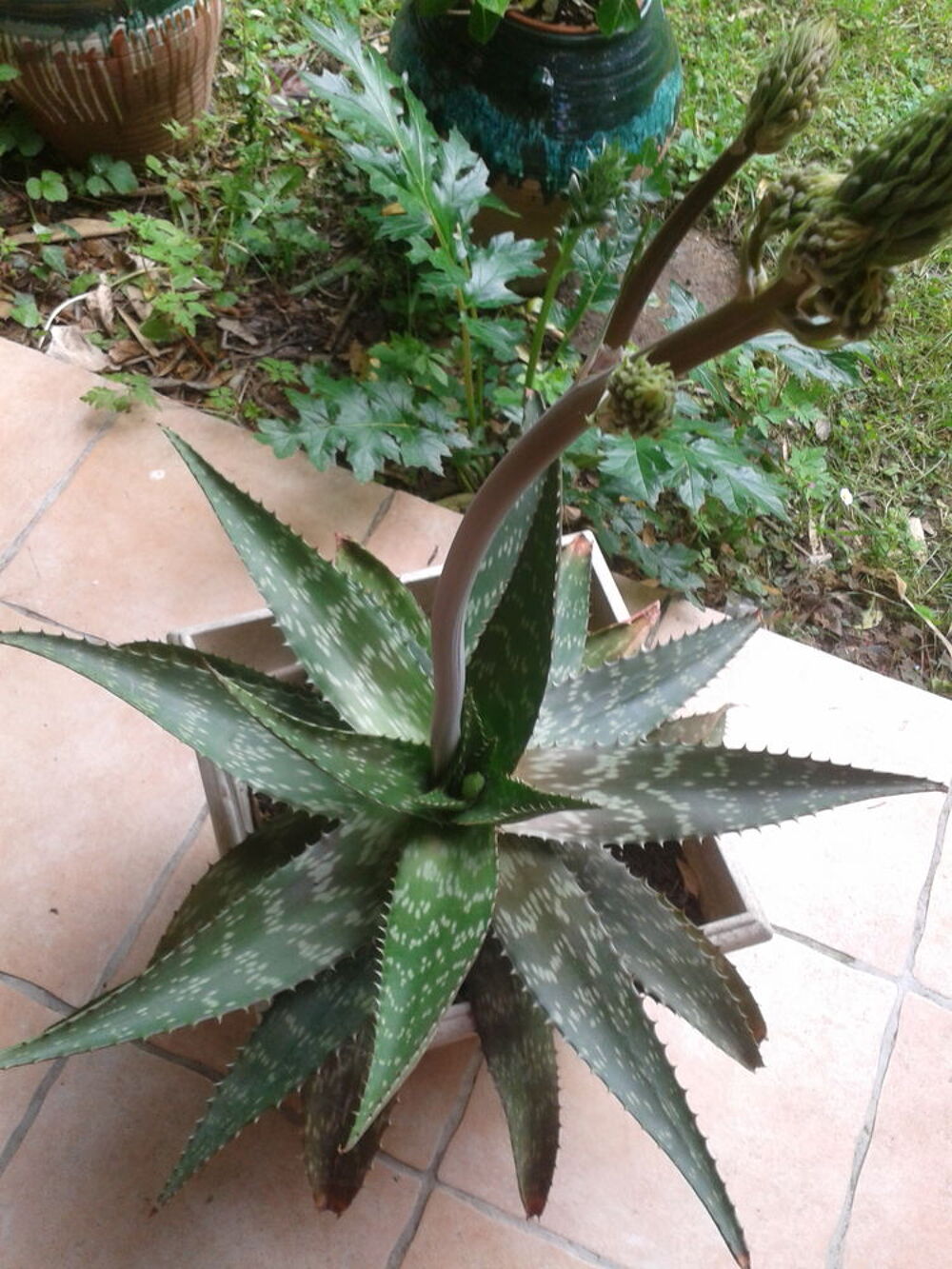 Plante aloe verra Jardin