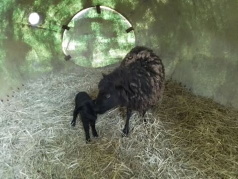 brebis ouessant 110 55110 Gesnes-en-argonne