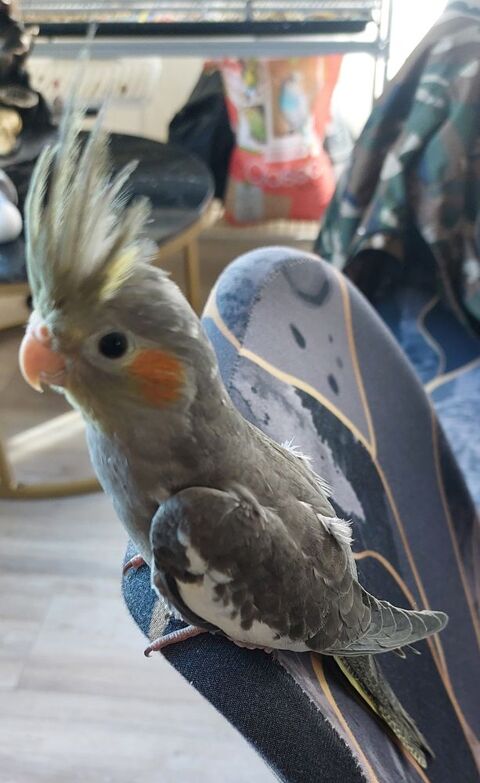 B&eacute;b&eacute; calopsite femelle 80 60660 Rousseloy